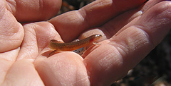 Pseudotriton montanus montanus