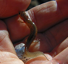 Pseudotriton montanus montanus