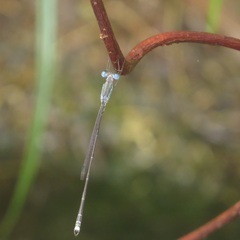 Indolestes tenuissimus