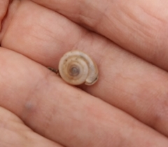 Polygyrinae