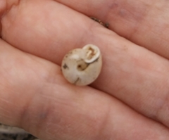 Polygyrinae