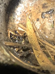Epipedobates darwinwallacei