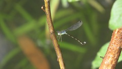 Indolestes tenuissimus