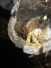 Epipedobates darwinwallacei