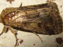 Spodoptera depravata