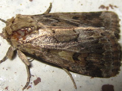 Spodoptera depravata