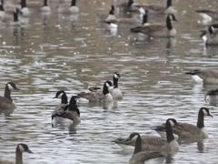 Branta hutchinsii hutchinsii