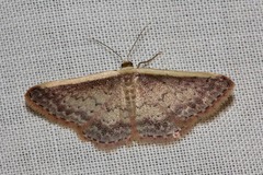 Idaea nephelota