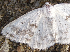 Lomographa temerata