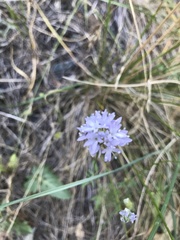 Gilia capitata capitata