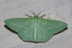 Chlorocoma stereota