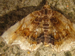 Pangrapta disruptalis