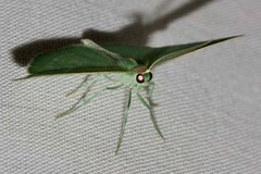 Chlorocoma stereota
