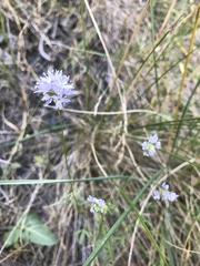 Gilia capitata capitata