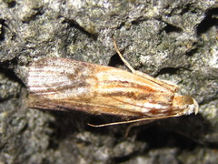 Nephopterix bicolorella
