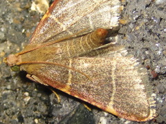 Hypsopygia glaucinalis