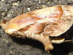 Lophomilia polybapta