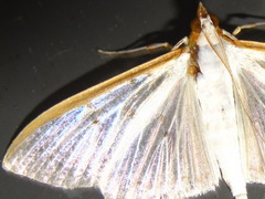 Palpita nigropunctalis
