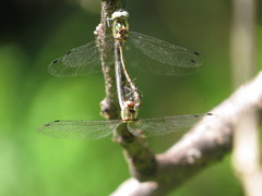 Micromidia atrifrons