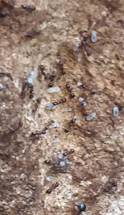 Pheidole crassicornis