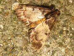 Lepidogma melanobasis