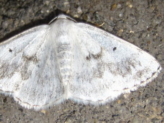 Lomographa temerata