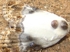 Nolathripa lactaria
