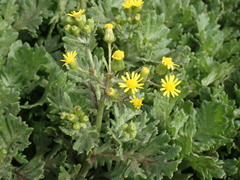 Senecio radiolatus
