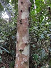 Ficus semicordata