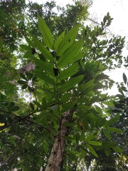 Ficus semicordata