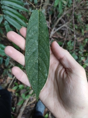 Ficus semicordata