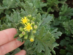 Senecio radiolatus