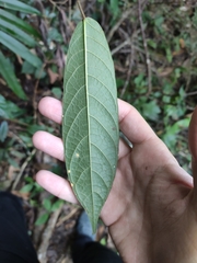 Ficus semicordata