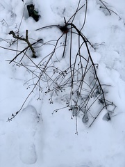 Pyrrhia aurantiago