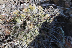 Thelocactus rinconensis rinconensis