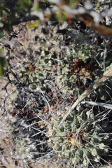 Thelocactus rinconensis rinconensis