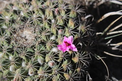 Mammillaria melanocentra melanocentra