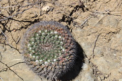 Mammillaria melanocentra melanocentra