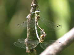 Micromidia atrifrons