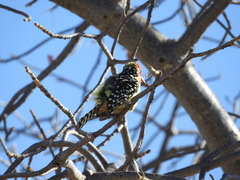 Trachyphonus erythrocephalus