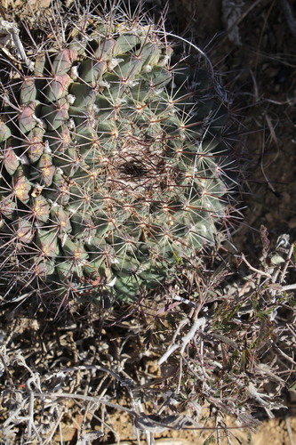 Mammillaria melanocentra