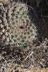 Mammillaria melanocentra melanocentra