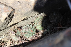 Mammillaria melanocentra melanocentra