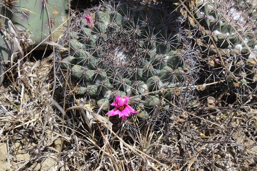 Mammillaria melanocentra