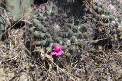 Mammillaria melanocentra melanocentra