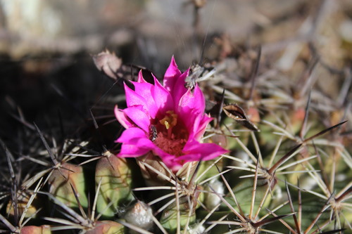 Mammillaria melanocentra