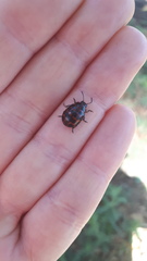 Platyphora congregata