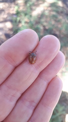 Platyphora congregata