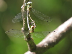 Micromidia atrifrons