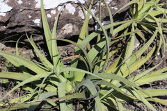 Agave bracteosa